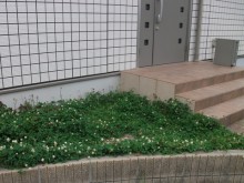 ポーチbefor