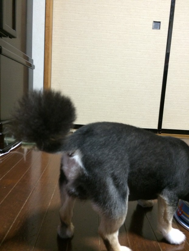 シッポ